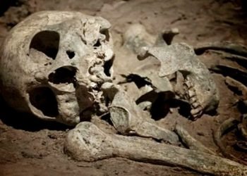 টাঙ্গাইলে খামার থেকে মাথার খুলি ও হাড় উদ্ধার