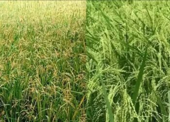 ফাল্গুন মাসে বোরো ও আউশ ধান চাষে করণীয়