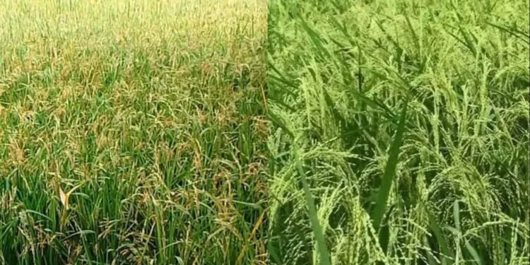ফাল্গুন মাসে বোরো ও আউশ ধান চাষে করণীয়